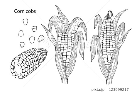 A set of black and white vector illustrations of corn cobs, whole and broken on a white background. Handmade. Label concept on corn, healthy food, cereals, bakery products A set of black and white vector illustrations of corn cobs, whole and broken on a white background. Handmade. Label concept on corn, healthy food, cereals, bakery products 123999217