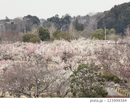 偕楽園の桜 123999384