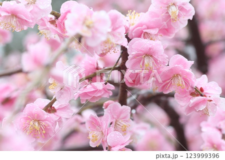 明石公園雨天ピンク梅の花満開 123999396