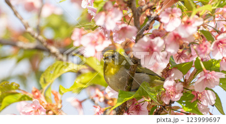 満開の桜と可愛いメジロ 123999697