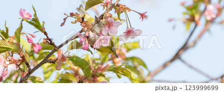 満開の桜と可愛いメジロ 満開の桜と可愛いメジロ 123999699