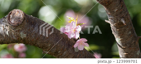 満開の河津桜 123999701