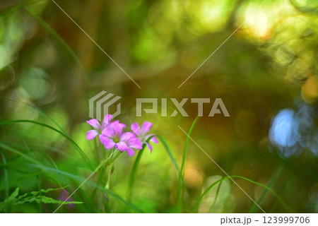 ムラサキカタバミの花 123999706