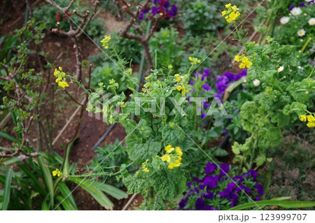 小さな花 123999707