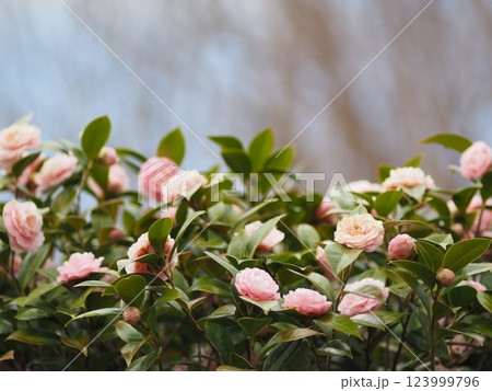 白い壁とピンクの椿の花 123999796