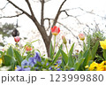 カラフルなチューリップ 123999880