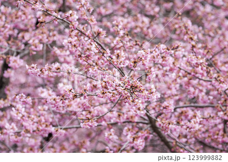 21世紀の森公園に咲く河津桜 福島県いわき市 21世紀の森公園に咲く河津桜 福島県いわき市 123999882