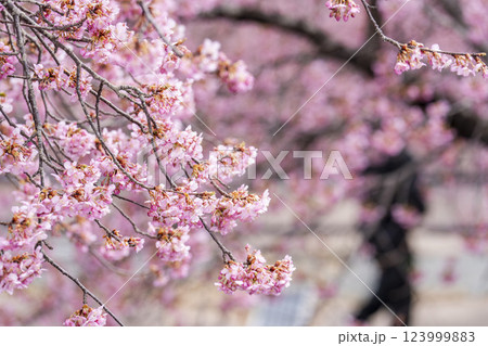 21世紀の森公園に咲く河津桜 福島県いわき市 21世紀の森公園に咲く河津桜 福島県いわき市 123999883