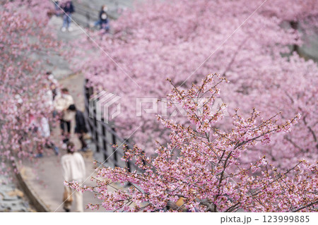 21世紀の森公園に咲く河津桜　福島県いわき市 123999885