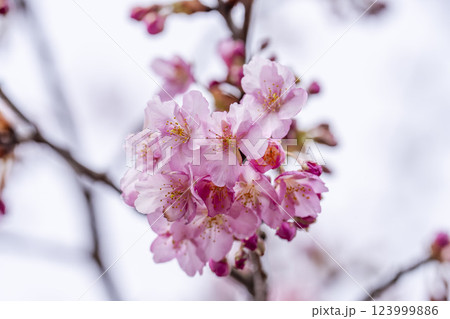 21世紀の森公園に咲く河津桜 福島県いわき市 21世紀の森公園に咲く河津桜 福島県いわき市 123999886