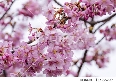 21世紀の森公園に咲く河津桜　福島県いわき市 123999887