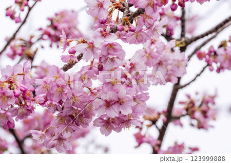 21世紀の森公園に咲く河津桜 福島県いわき市 21世紀の森公園に咲く河津桜 福島県いわき市 123999888