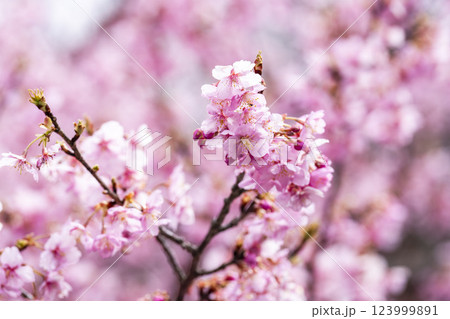 21世紀の森公園に咲く河津桜 福島県いわき市 21世紀の森公園に咲く河津桜 福島県いわき市 123999891