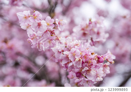 21世紀の森公園に咲く河津桜 福島県いわき市 21世紀の森公園に咲く河津桜 福島県いわき市 123999893