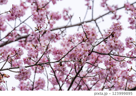 21世紀の森公園に咲く河津桜　福島県いわき市 123999895