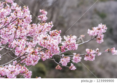 21世紀の森公園に咲く河津桜　福島県いわき市 123999900