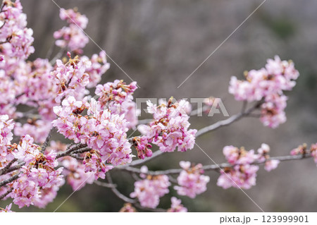 21世紀の森公園に咲く河津桜　福島県いわき市 123999901