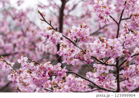 21世紀の森公園に咲く河津桜　福島県いわき市 123999904