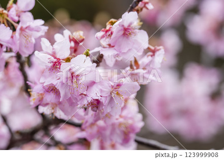 21世紀の森公園に咲く河津桜 福島県いわき市 21世紀の森公園に咲く河津桜 福島県いわき市 123999908