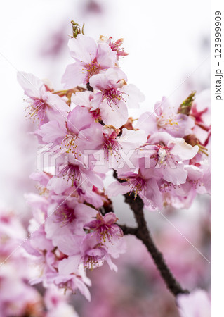 21世紀の森公園に咲く河津桜 福島県いわき市 21世紀の森公園に咲く河津桜 福島県いわき市 123999909