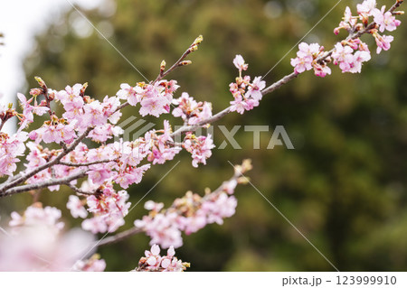 21世紀の森公園に咲く河津桜 福島県いわき市 21世紀の森公園に咲く河津桜 福島県いわき市 123999910