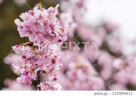 21世紀の森公園に咲く河津桜 福島県いわき市 21世紀の森公園に咲く河津桜 福島県いわき市 123999911