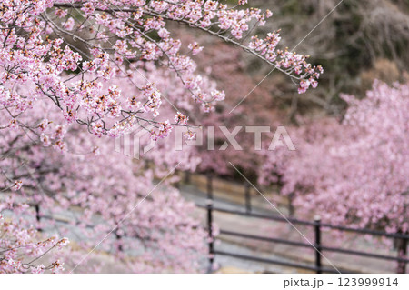 21世紀の森公園に咲く河津桜　福島県いわき市 123999914