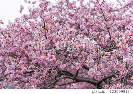 21世紀の森公園に咲く河津桜 福島県いわき市 21世紀の森公園に咲く河津桜 福島県いわき市 123999915
