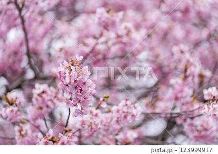 21世紀の森公園に咲く河津桜　福島県いわき市 123999917