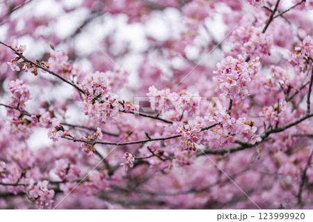 21世紀の森公園に咲く河津桜　福島県いわき市 123999920
