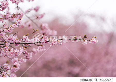 21世紀の森公園に咲く河津桜 福島県いわき市 21世紀の森公園に咲く河津桜 福島県いわき市 123999921