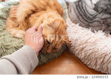 猫を撫でる 茶トラ猫 猫を撫でる 茶トラ猫 124000153