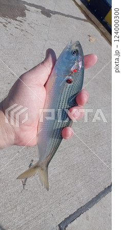 港で釣ったコノシロ 124000300