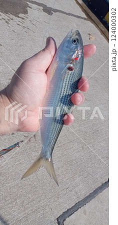釣れたコノシロをつかむ 124000302