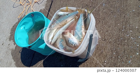 コノシロがいっぱいのバケツの釣り場風景 124000307