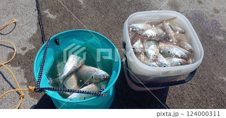 漁港のバケツを覗けば魚がいっぱいだ 124000311