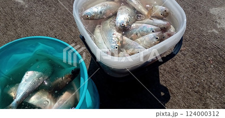 釣り場の風景バケツに魚だらけ 124000312