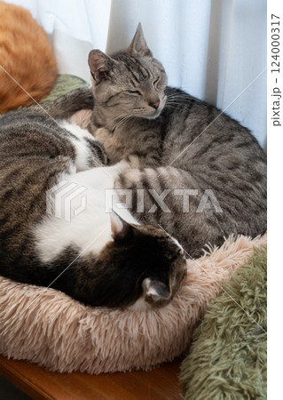 窓辺で眠る二匹の猫 124000317