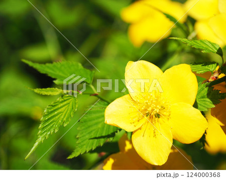 ヤマブキの花 124000368