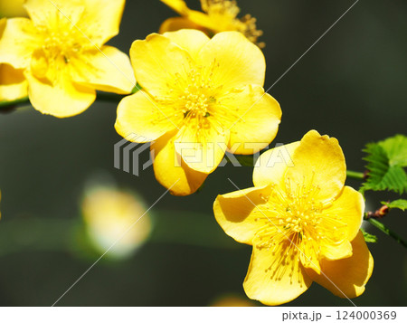ヤマブキの花 124000369