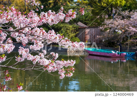 九華公園(桑名市)の桜 九華公園(桑名市)の桜 124000469