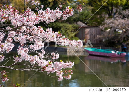 九華公園(桑名市)の桜 九華公園(桑名市)の桜 124000470