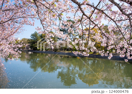 九華公園(桑名市)の桜 九華公園(桑名市)の桜 124000476