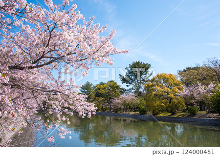 九華公園(桑名市)の桜 九華公園(桑名市)の桜 124000481