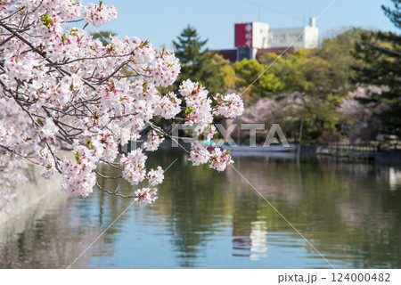九華公園(桑名市)の桜 九華公園(桑名市)の桜 124000482