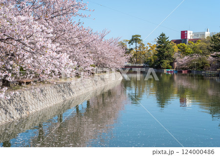九華公園(桑名市)の桜 124000486