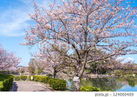 九華公園(桑名市)の桜 九華公園(桑名市)の桜 124000489