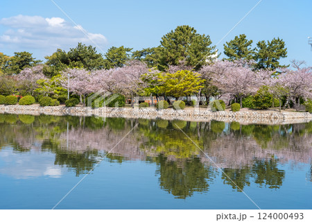 九華公園(桑名市)の桜 九華公園(桑名市)の桜 124000493