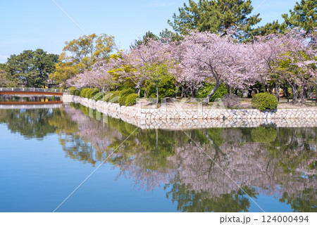 九華公園(桑名市)の桜 九華公園(桑名市)の桜 124000494