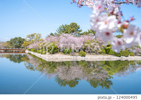 九華公園(桑名市)の桜 124000495